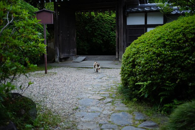 Photo view of a dog looking away