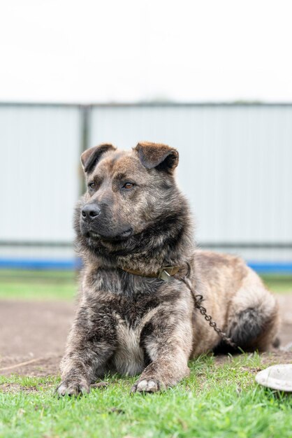 View of a dog looking away