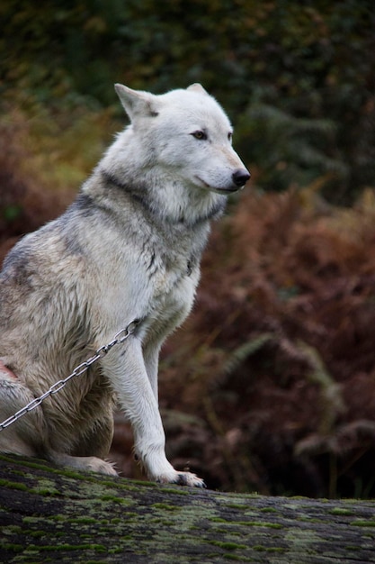 Photo view of dog looking away