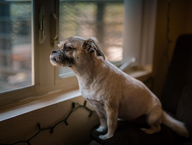 犬が窓から眺めている景色