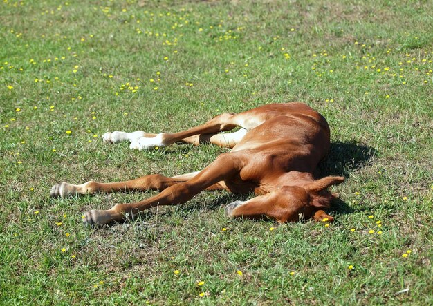 Foto vista di un cane sdraiato sull'erba