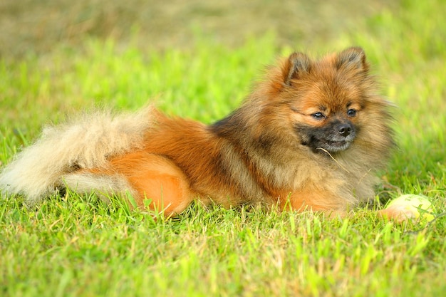 View of a dog lying on grass