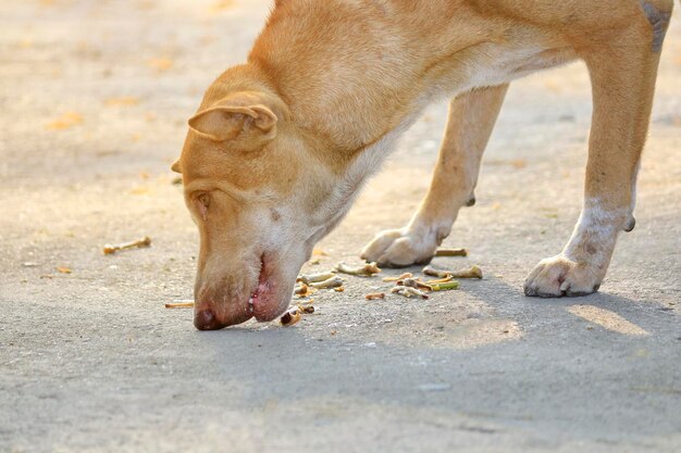 View of dog lying on land