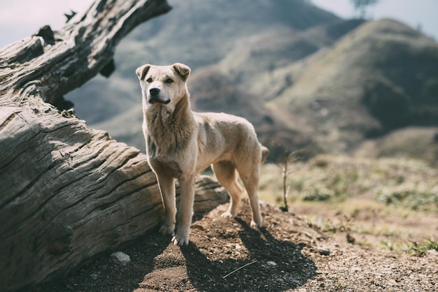 山上の犬の景色