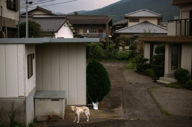 建物の外の犬の景色