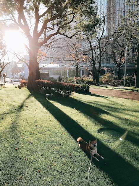 Foto vista di un cane nel parco