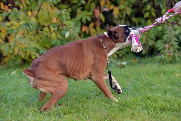 Foto vista di un cane che gioca sul campo