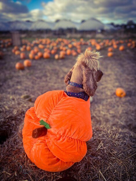 View of a dog on pumpkin field