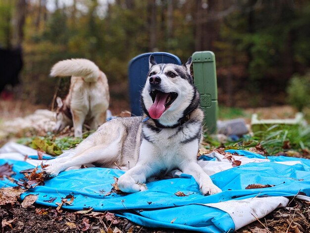 野原でリラックスしている犬の景色