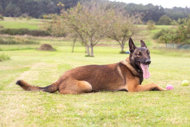 Foto vista di un cane che si rilassa sul campo