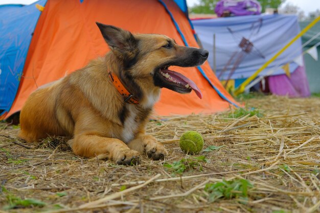 Photo view of a dog relaxing on field