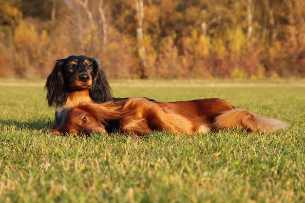 Photo view of dog relaxing on field