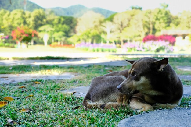 View of a dog resting on field