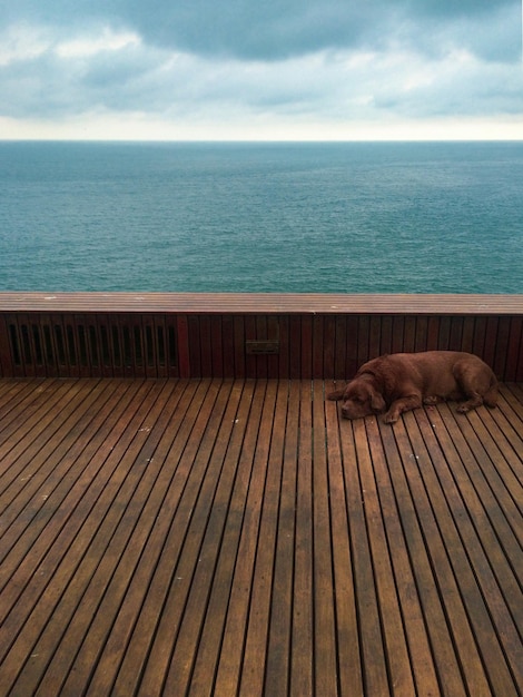 Photo view of dog resting on wood by sea against sky