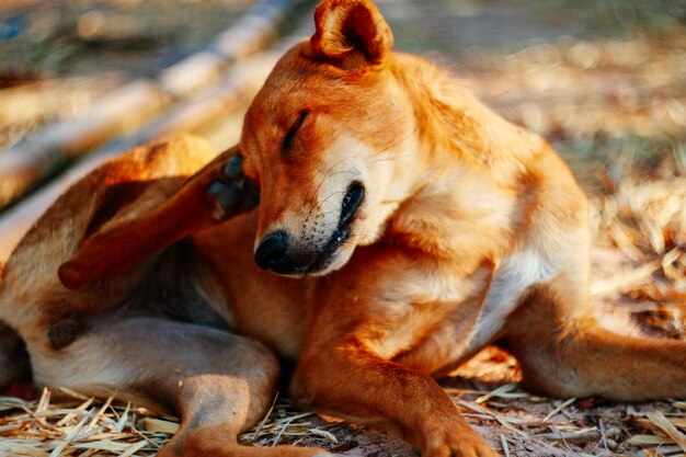 View of a dog resting