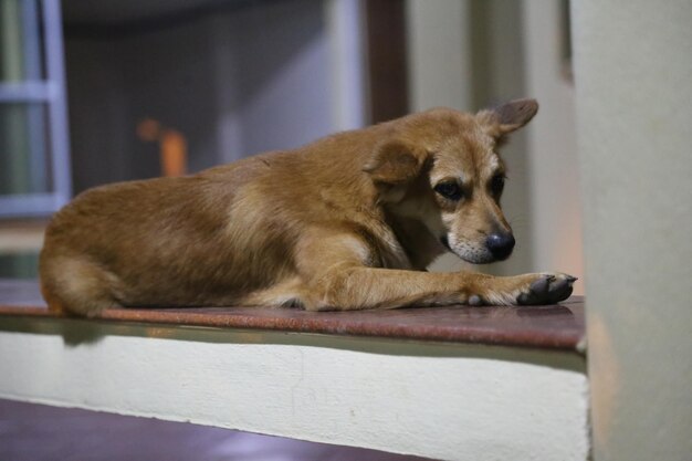 View of a dog resting