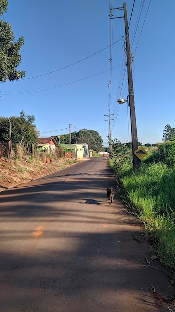 Foto vista di un cane sulla strada contro il cielo