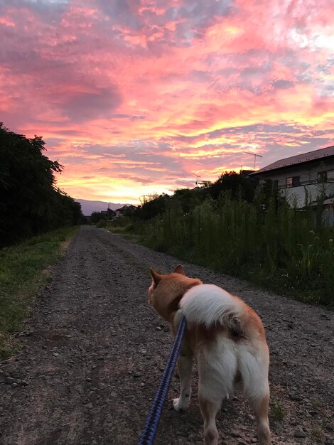 View of dog on road at sunset