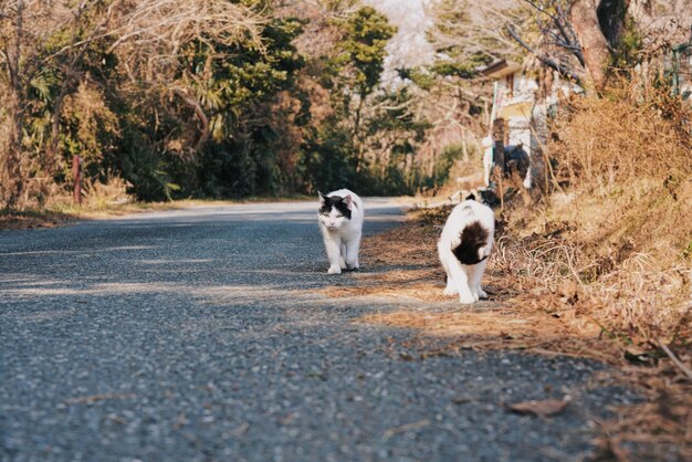 Photo view of dog on road