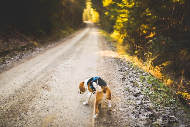 Foto vista del cane sulla strada