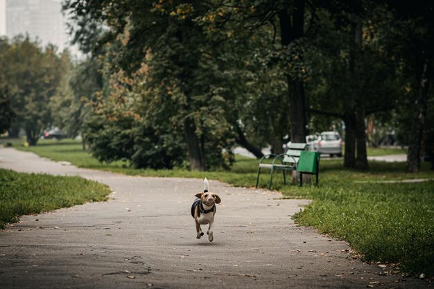 Photo view of a dog on the road