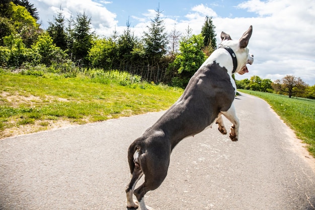 Photo view of a dog on road