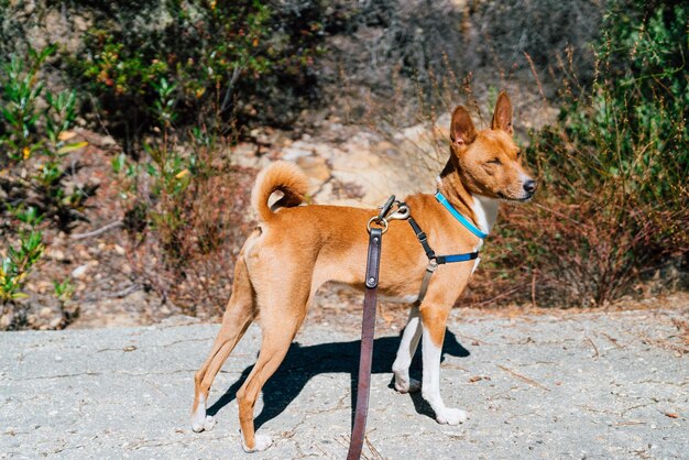 Photo view of dog on the road