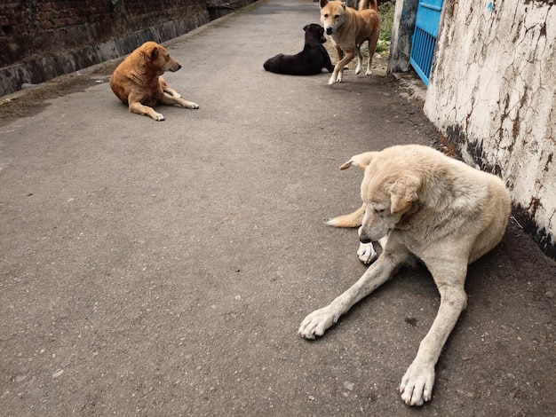 道路上の犬の景色