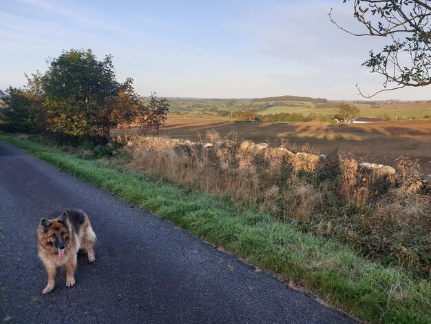 Foto vista del cane sulla strada