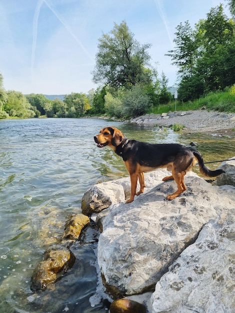 Foto veduta di un cane sulla roccia contro il cielo