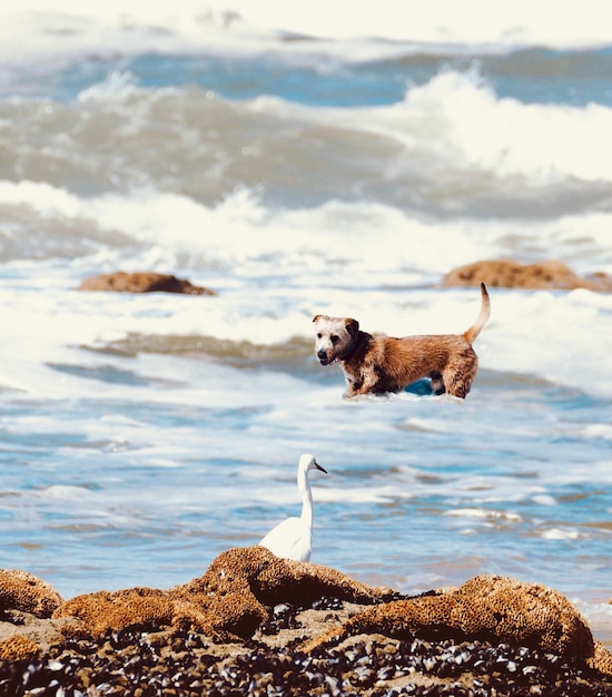 Foto veduta di un cane sulla roccia sulla spiaggia