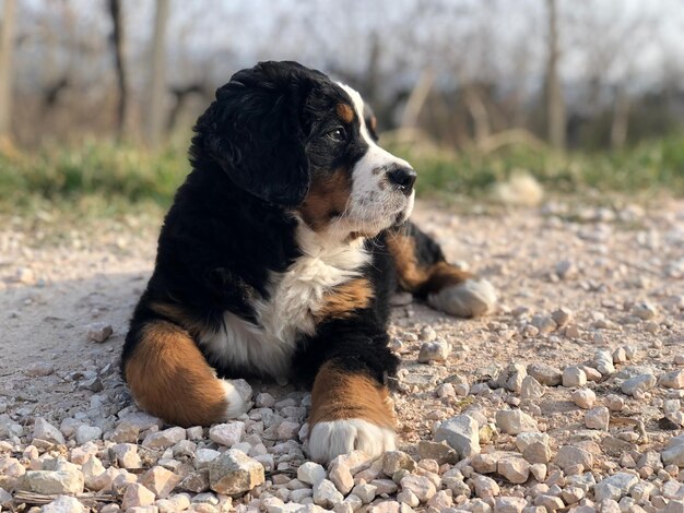 Photo view of a dog on rock