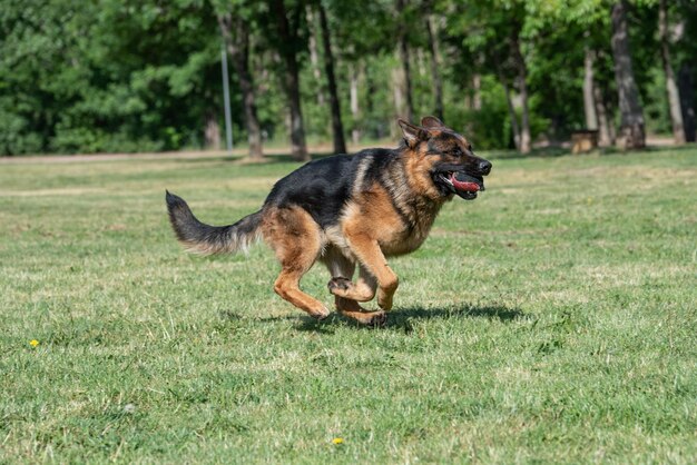 View of a dog running on grass