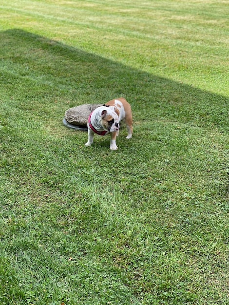 View of a dog running on grass