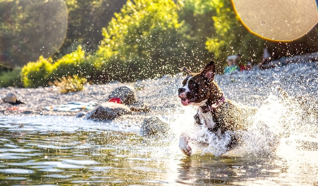 Photo view of dog running in water