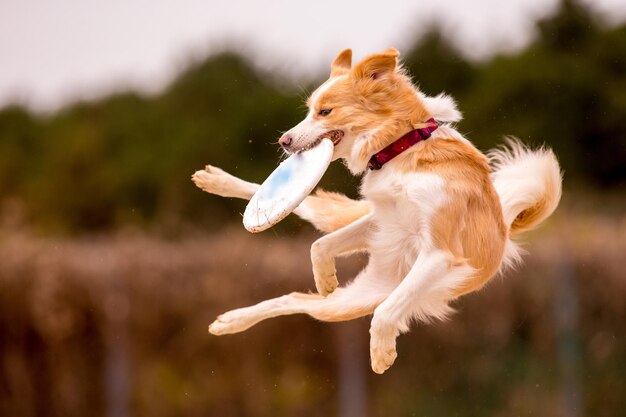 View of dog running