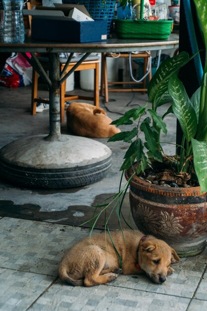 Photo view of a dog sleeping on floor