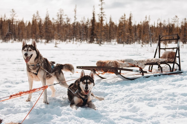 Foto vista di un cane su un campo coperto di neve