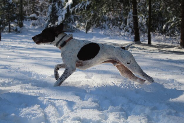 View of dog on snow covered land