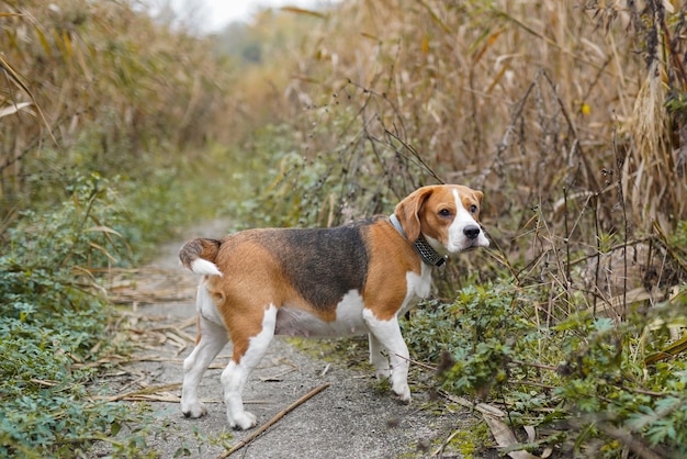 Photo view of dog standing on field