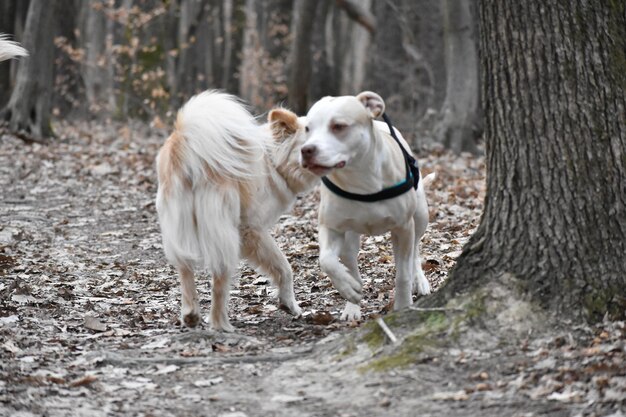 View of dog standing on ground