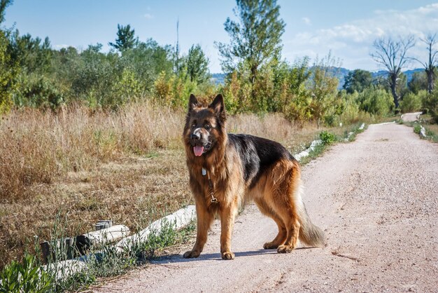 View of a dog standing on road