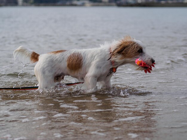 Foto vista di un cane in piedi in acqua con un giocattolo