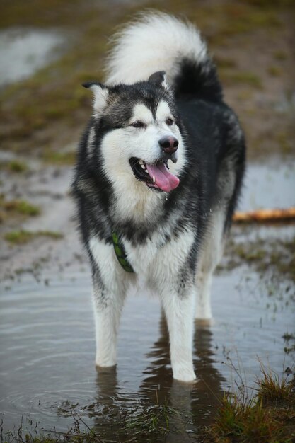 水面に立っている犬の景色