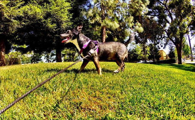 View of dog sticking out tongue