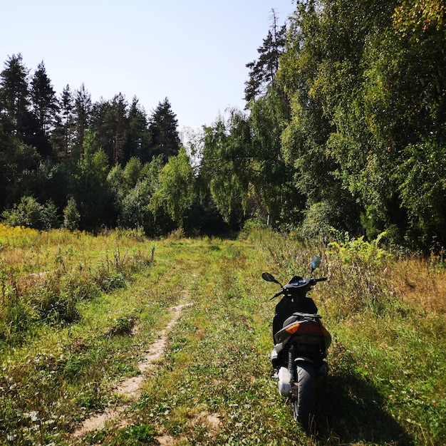 Foto veduta di un cane per strada tra gli alberi