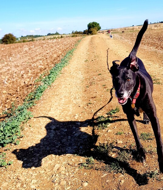 Photo view of dog on street