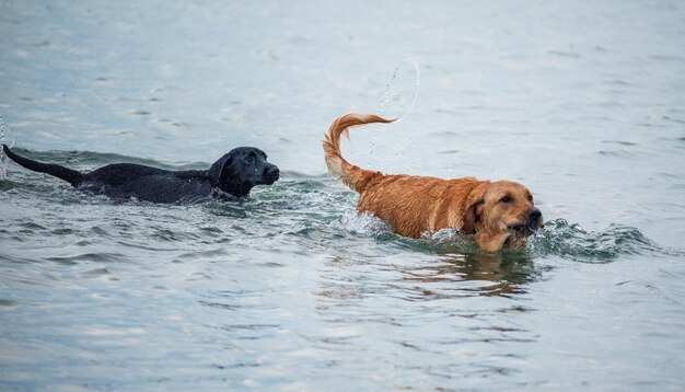 View of dog swimming in lake