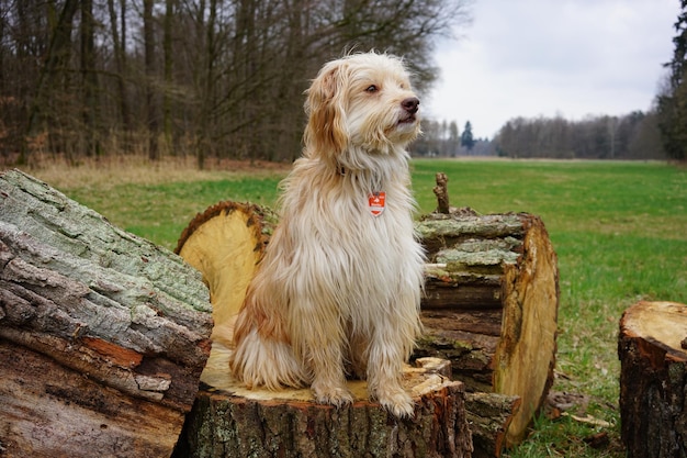 Photo view of a dog on tree stump