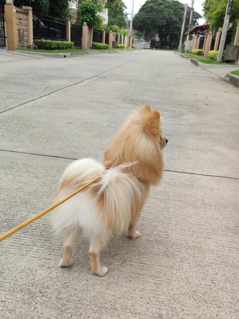 Foto vista di un cane che cammina sulla strada